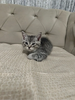 BKH Bengal mix kitten 