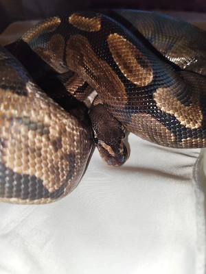 Königspython GHI adult 