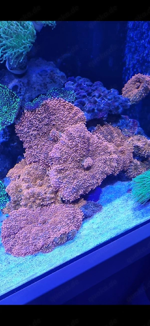 Meerwasser Ricordea Yuma Ultra XL