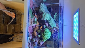 Meerwasser Korallenableger ,Euphylia ,Calustrea u.a zu verkaufen,