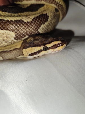 Königspython adult Enchi Fire