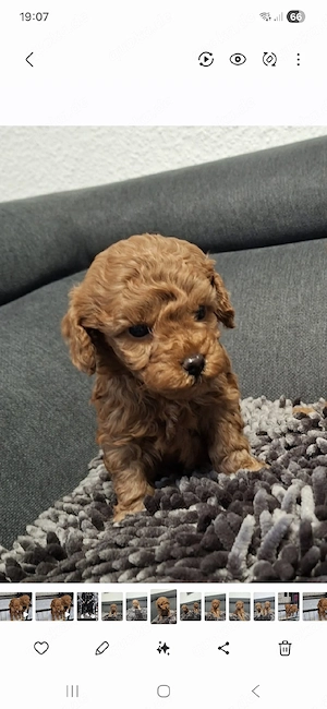 4 Reinrassige Toypudel Welpen (Rüde)