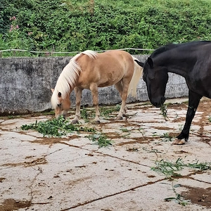 Pferdeparadies hat Platz im Offenstall