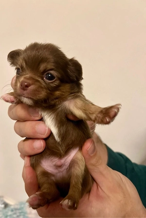 Chihuahua Welpen