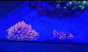 Meerwasser Funghia Red Devil 