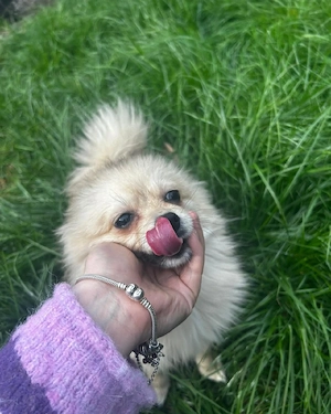 Pomeranian Welpe dringend abzugeben. 