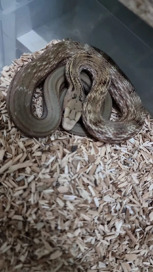 elaphe carinata carinata 0.0.4 cb26