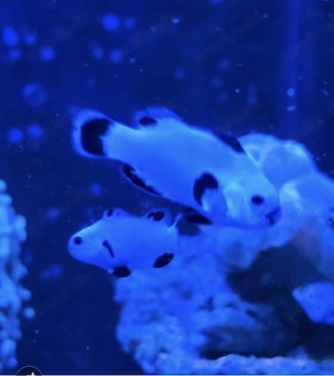 Meerwasser Clownfische Snowstorm 