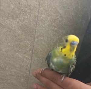 wellensittiche 2 hand zham 