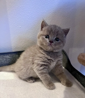 Britisch Kurzhaar Kitten 