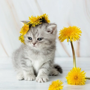 Bkh Britische Kurzhaar Kitten