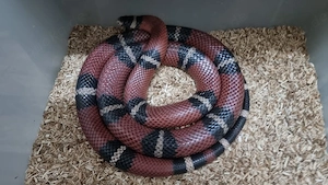 Lampropeltis sinaloe 1.0 cb22