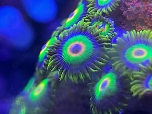 Zoanthus Rasta Korallen 