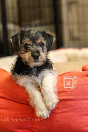 Jack Russell Terrier Welpen mit Titer Gutachten Bild 7