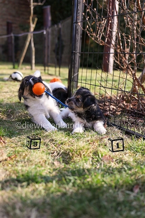 Jack Russell Terrier Welpen mit Titer Gutachten Bild 9