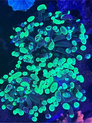 euphyllia paraancora toxic green bicolor koralle 