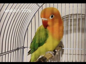 1 Unzertrennlichen (Agapornis)Agaporniden - 2026 - zu Verkaufen