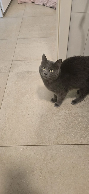 schöner kater