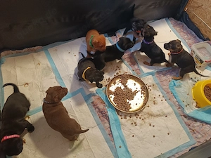 wunderschöne mischlingswelpen zu verkaufen