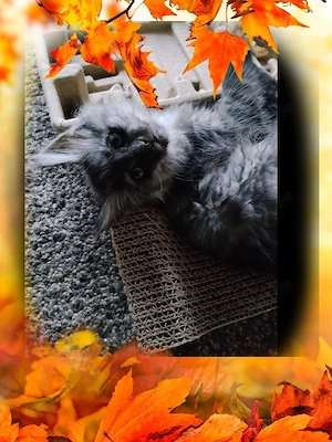  Maine Coon Kitten Weiblich