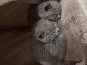 Britisch Kurzhaar Kitten 