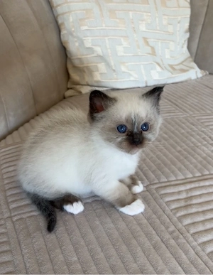 reinrassige Heilige Birma Kitten 