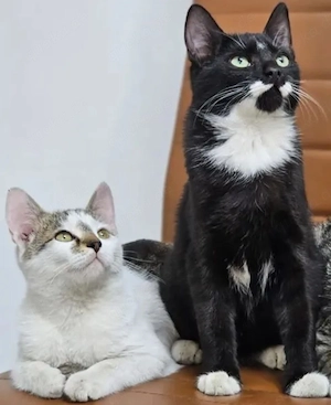 Holly & Jimmy Freundliches kinderliebes Katzenpärchen sucht verspielte Familie Bild 2