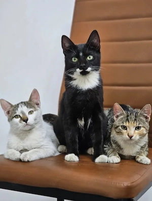Holly & Jimmy Freundliches kinderliebes Katzenpärchen sucht verspielte Familie Bild 7