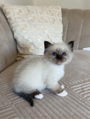 reinrassige Heilige Birma Kitten 