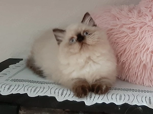 Ragdoll Katze