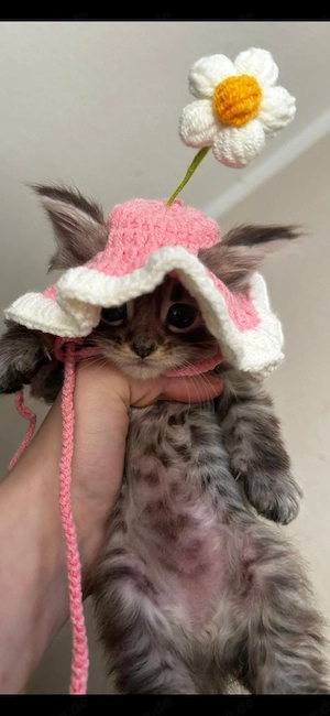  5 besondere Kätzchen suchen liebevolle Zuhause   Stuttgart 