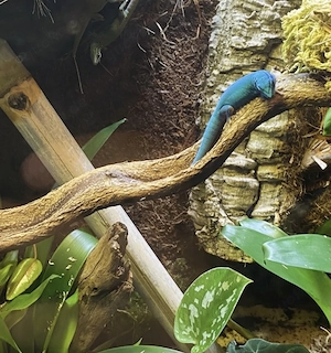 Lygodactylus williamsi Nachwuchs