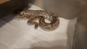 1.0 Spider Königspython 