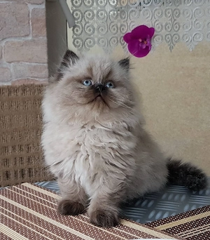 Ragdoll Kater Ragdoll Kitten