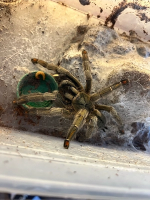 Vogelspinne Psalmopoeus Campidgei Weibchen