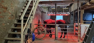 Offenstall, Stall frei