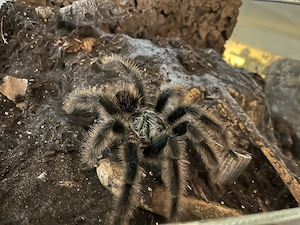 Vogelspinne Grammostola grossa