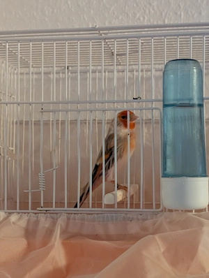 Stieglitz x Kanarien Mischling  in Mutationsfarben