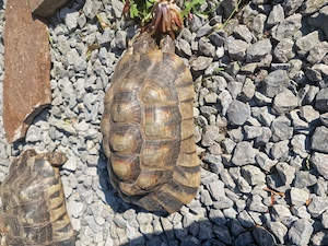 Breitband Schildkröten