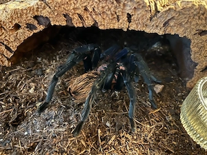 Vogelspinne Xenesthis immanis
