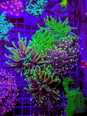 A. echinata, LPS, SPS,Goniopora, Korallen, Ableger,Acropora, Alveopora,Favia