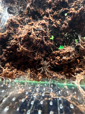 Vogelspinne Chilobrachys fimbriatus