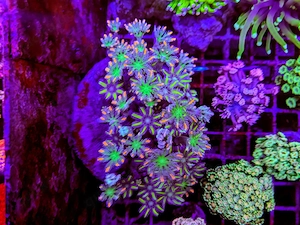 A. echinata, LPS, SPS,Goniopora, Korallen, Ableger,Acropora, Alveopora,Favia Bild 9