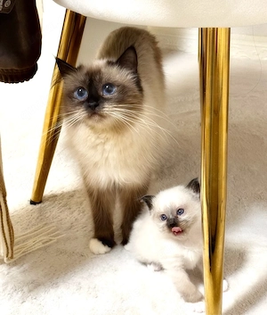 reinrassige Heilige Birma Kitten 