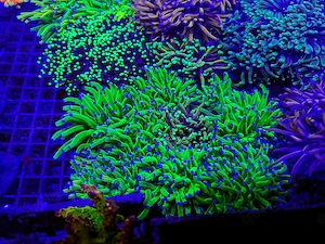 A. echinata, LPS, SPS,Goniopora, Korallen, Ableger,Acropora, Alveopora,Favia