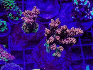 A. echinata, LPS, SPS,Goniopora, Korallen, Ableger,Acropora, Alveopora,Favia Bild 3