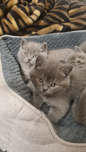 Ein Junge Britische kurzhaar