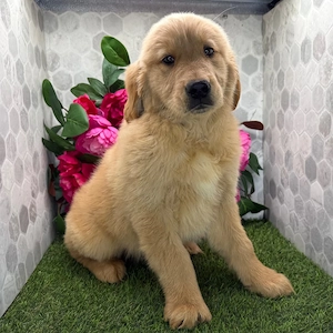 Golden-Retriever-Welpen suchen ein neues Zuhause