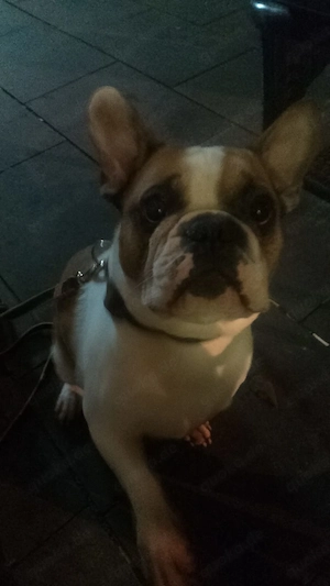 Französische Bulldogge 