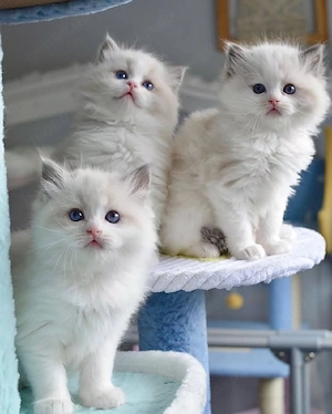 Ragdoll-Kätzchen Bild 3